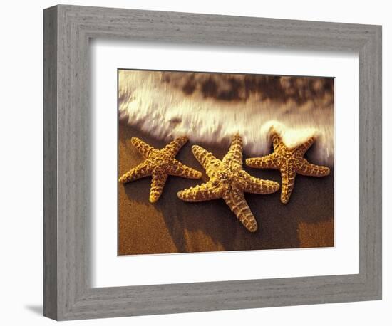 Sunset and Starfish on Surf Line, Maui, Hawaii, USA-Darrell Gulin-Framed Photographic Print