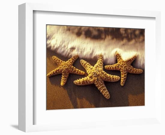 Sunset and Starfish on Surf Line, Maui, Hawaii, USA-Darrell Gulin-Framed Photographic Print