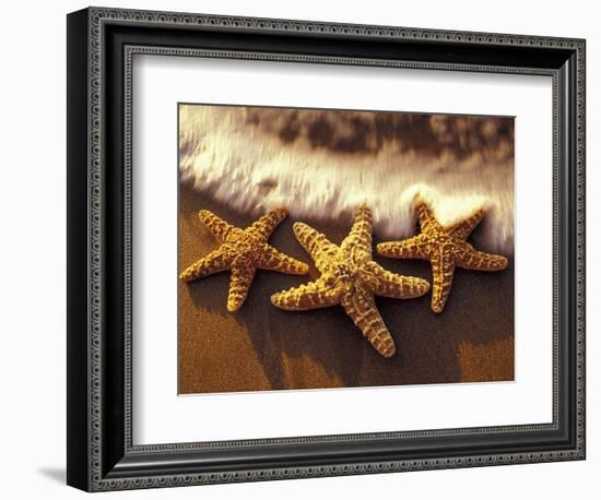 Sunset and Starfish on Surf Line, Maui, Hawaii, USA-Darrell Gulin-Framed Photographic Print