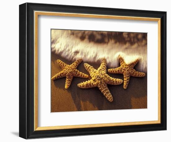 Sunset and Starfish on Surf Line, Maui, Hawaii, USA-Darrell Gulin-Framed Photographic Print