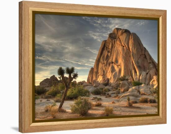 Sunset at Joshua Tree National Park in Southern California-Kyle Hammons-Framed Premier Image Canvas