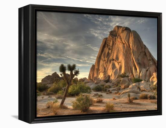 Sunset at Joshua Tree National Park in Southern California-Kyle Hammons-Framed Premier Image Canvas