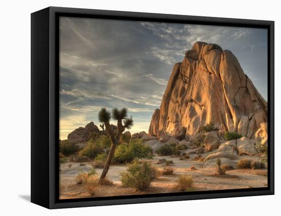 Sunset at Joshua Tree National Park in Southern California-Kyle Hammons-Framed Premier Image Canvas