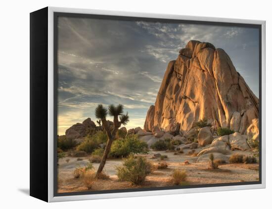 Sunset at Joshua Tree National Park in Southern California-Kyle Hammons-Framed Premier Image Canvas