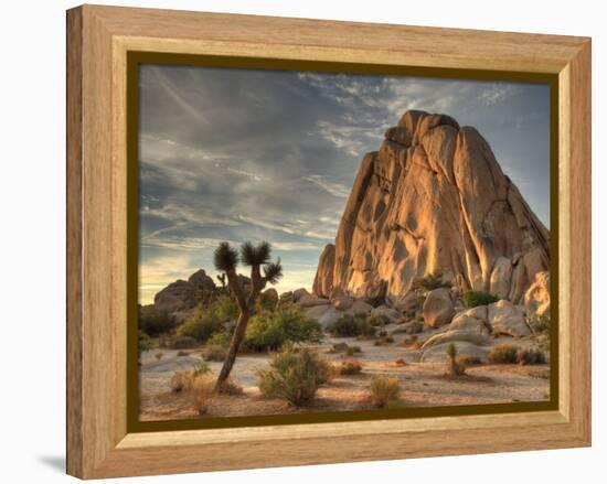 Sunset at Joshua Tree National Park in Southern California-Kyle Hammons-Framed Premier Image Canvas