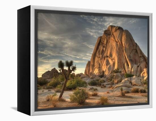 Sunset at Joshua Tree National Park in Southern California-Kyle Hammons-Framed Premier Image Canvas