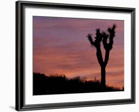 Sunset at Lee Flat with Joshua Tree, Death Valley National Park, California, USA-Jamie & Judy Wild-Framed Photographic Print