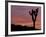 Sunset at Lee Flat with Joshua Tree, Death Valley National Park, California, USA-Jamie & Judy Wild-Framed Photographic Print