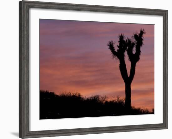 Sunset at Lee Flat with Joshua Tree, Death Valley National Park, California, USA-Jamie & Judy Wild-Framed Photographic Print