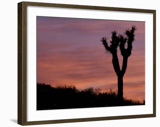 Sunset at Lee Flat with Joshua Tree, Death Valley National Park, California, USA-Jamie & Judy Wild-Framed Photographic Print