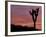 Sunset at Lee Flat with Joshua Tree, Death Valley National Park, California, USA-Jamie & Judy Wild-Framed Photographic Print