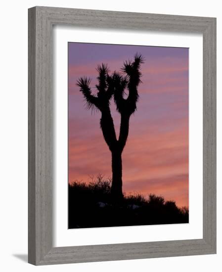 Sunset at Lee Flat with Joshua Tree, Death Valley National Park, California, USA-Jamie & Judy Wild-Framed Photographic Print