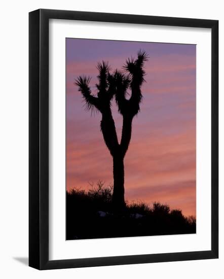 Sunset at Lee Flat with Joshua Tree, Death Valley National Park, California, USA-Jamie & Judy Wild-Framed Photographic Print