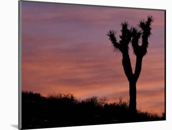 Sunset at Lee Flat with Joshua Tree, Death Valley National Park, California, USA-Jamie & Judy Wild-Mounted Photographic Print