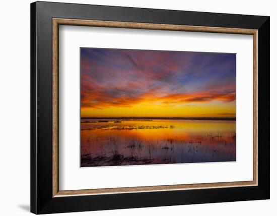 Sunset at Quivira National Game Refuge-Michael Scheufler-Framed Photographic Print