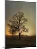 Sunset at the Cotton Field-Jai Johnson-Mounted Giclee Print