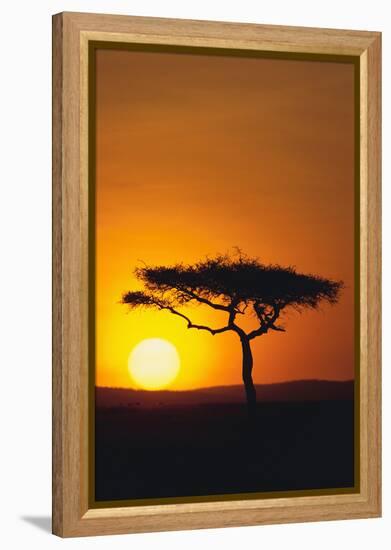 Sunset behind a Tree-DLILLC-Framed Premier Image Canvas