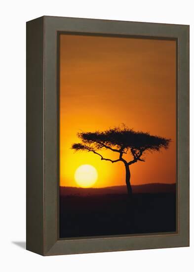 Sunset behind a Tree-DLILLC-Framed Premier Image Canvas