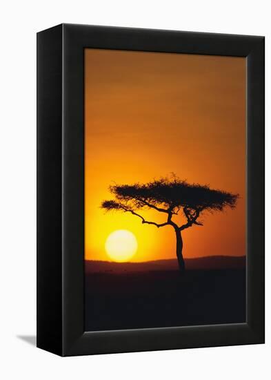 Sunset behind a Tree-DLILLC-Framed Premier Image Canvas