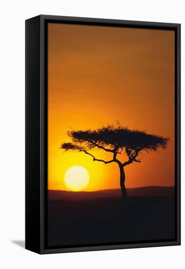 Sunset behind a Tree-DLILLC-Framed Premier Image Canvas