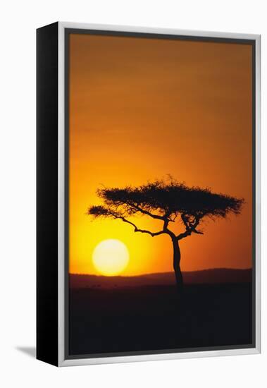 Sunset behind a Tree-DLILLC-Framed Premier Image Canvas