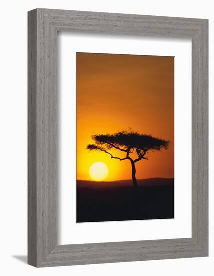 Sunset behind a Tree-DLILLC-Framed Photographic Print