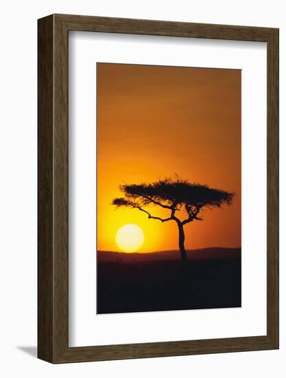 Sunset behind a Tree-DLILLC-Framed Photographic Print