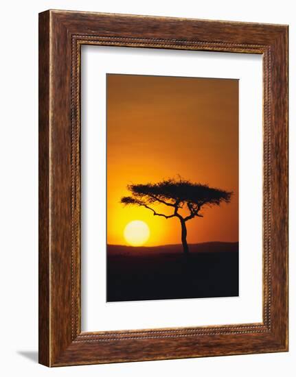 Sunset behind a Tree-DLILLC-Framed Photographic Print