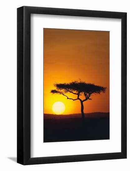 Sunset behind a Tree-DLILLC-Framed Photographic Print