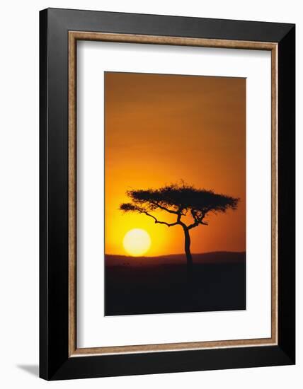 Sunset behind a Tree-DLILLC-Framed Photographic Print