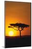 Sunset behind a Tree-DLILLC-Mounted Photographic Print