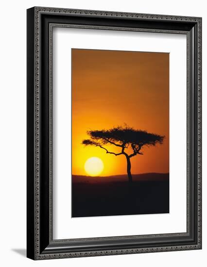 Sunset behind a Tree-DLILLC-Framed Photographic Print
