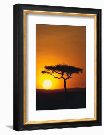 Sunset behind a Tree-DLILLC-Framed Photographic Print