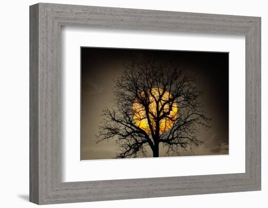 Sunset behind a tree-Marco Carmassi-Framed Photographic Print