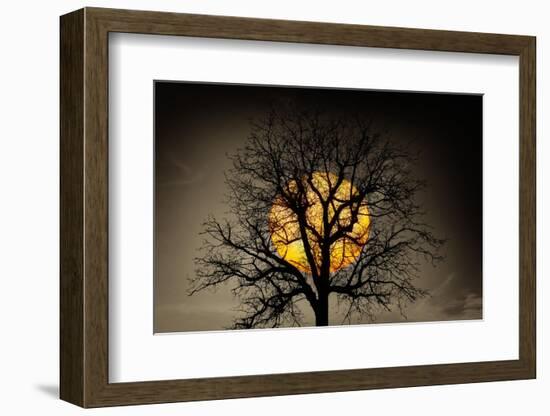 Sunset behind a tree-Marco Carmassi-Framed Photographic Print