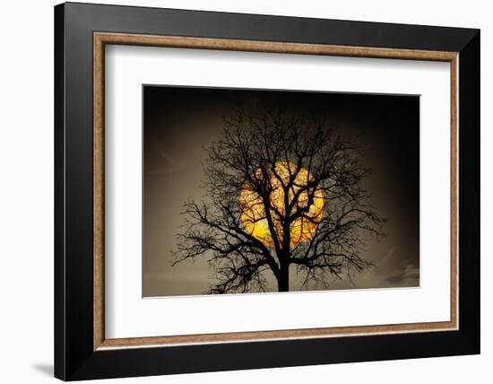 Sunset behind a tree-Marco Carmassi-Framed Photographic Print