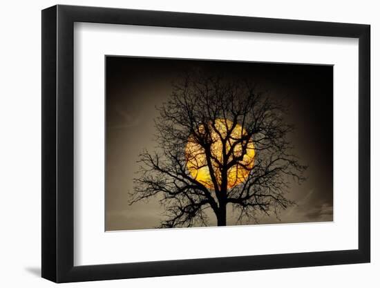 Sunset behind a tree-Marco Carmassi-Framed Photographic Print