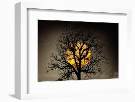 Sunset behind a tree-Marco Carmassi-Framed Photographic Print