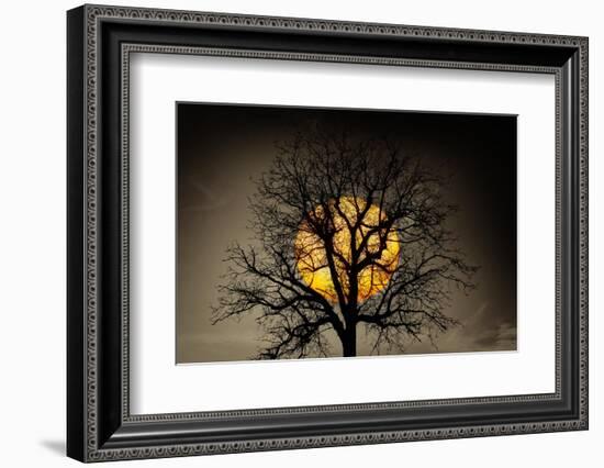 Sunset behind a tree-Marco Carmassi-Framed Photographic Print