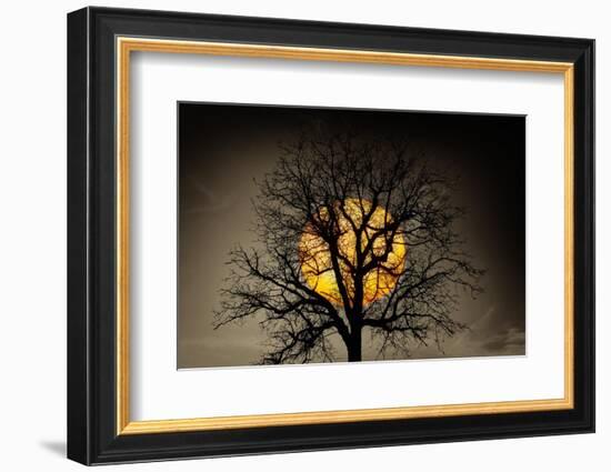 Sunset behind a tree-Marco Carmassi-Framed Photographic Print