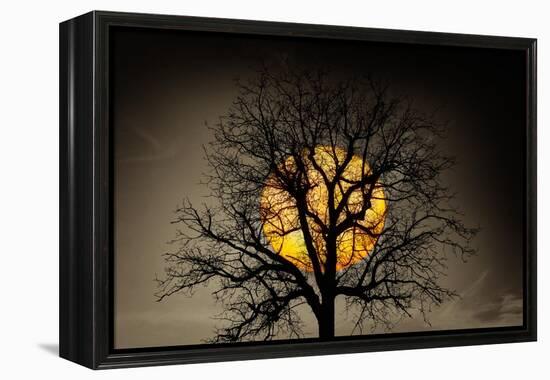 Sunset behind a tree-Marco Carmassi-Framed Premier Image Canvas