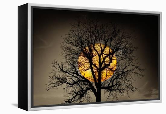 Sunset behind a tree-Marco Carmassi-Framed Premier Image Canvas