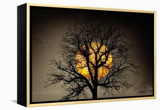 Sunset behind a tree-Marco Carmassi-Framed Premier Image Canvas