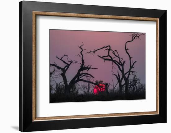 Sunset, Chobe National Park, Botswana, Africa-Ann and Steve Toon-Framed Photographic Print