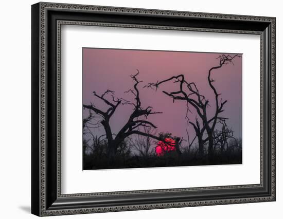 Sunset, Chobe National Park, Botswana, Africa-Ann and Steve Toon-Framed Photographic Print