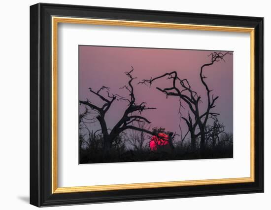 Sunset, Chobe National Park, Botswana, Africa-Ann and Steve Toon-Framed Photographic Print