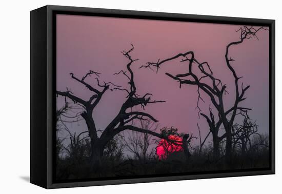 Sunset, Chobe National Park, Botswana, Africa-Ann and Steve Toon-Framed Premier Image Canvas