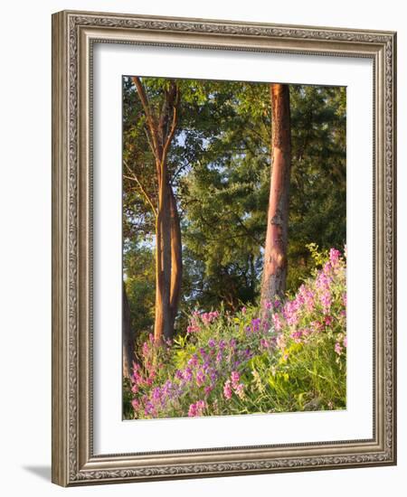 Sunset Colors on Lupines, Olympic Peninsula, Washington, USA-Tom Norring-Framed Photographic Print