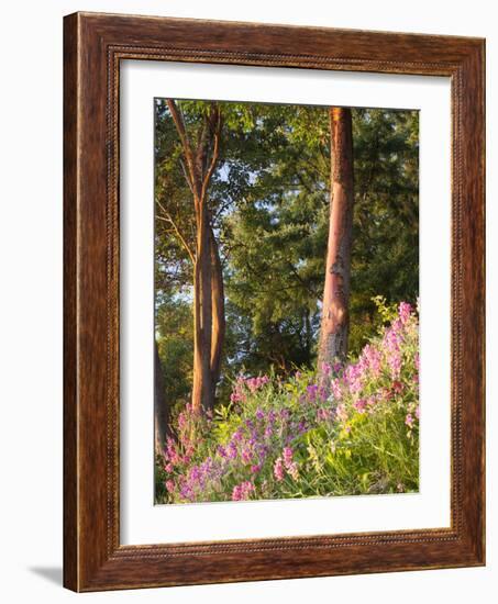 Sunset Colors on Lupines, Olympic Peninsula, Washington, USA-Tom Norring-Framed Photographic Print