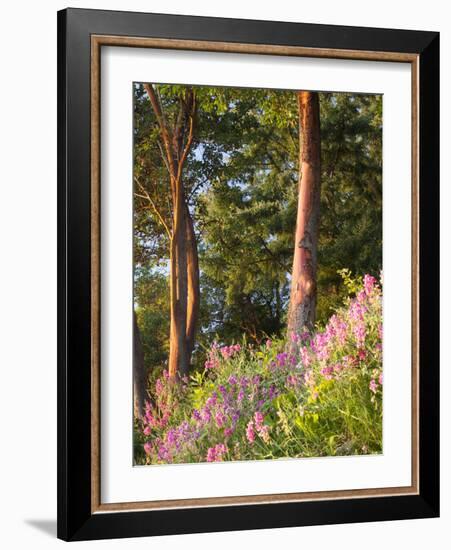 Sunset Colors on Lupines, Olympic Peninsula, Washington, USA-Tom Norring-Framed Photographic Print